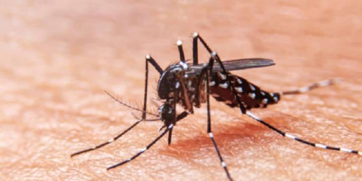 Ya son 235 fallecidos por dengue en Argentina