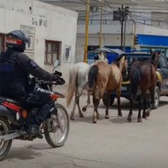 Embarcación: incautación de animales sueltos