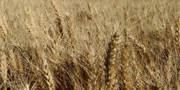 La cosecha de trigo en Córdoba creció 46% interanual