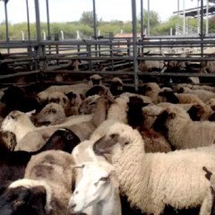 Salta busca ampliar la producción ovina y caprina