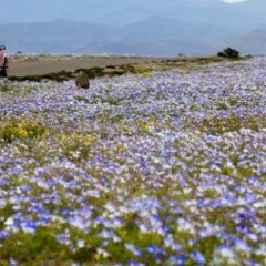 El desierto de Atacama se cubrió de flores
