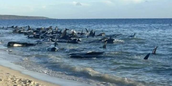 Tragedia en Australia: más de 160 ballenas quedaron varadas