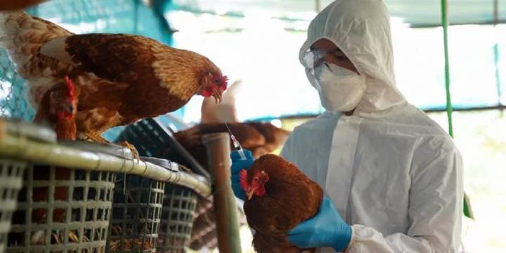 El SENASA dispuso medidas para frenar la gripe aviar