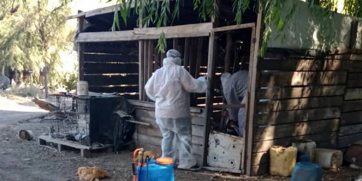 Más de 220 mil aves muertas en el país por la gripe aviar