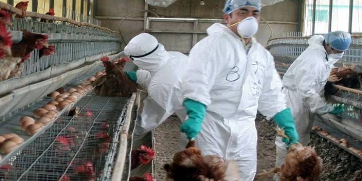 Sacrificaron unas 40 mil aves en Chile por la influenza aviar