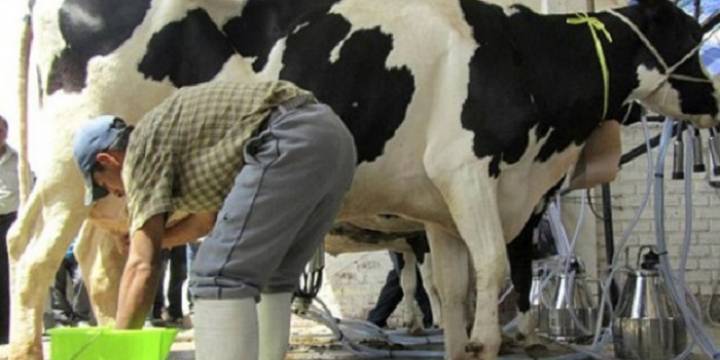 El Gobierno avanza en un proyecto de ayuda a tamberos