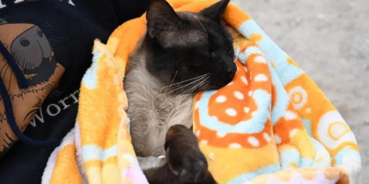 Bs. As.: buscan sancionar el maltrato animal 