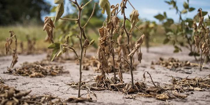 La sequía causó pérdidas por casi US$ 20 mil millones