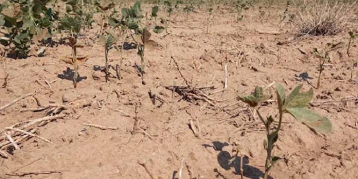  El campo teme que haya otra sequía fuerte que los afecte