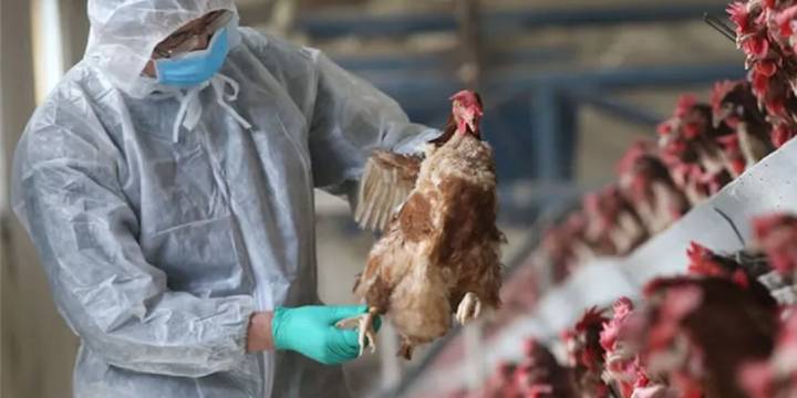 El SENASA confirmó 59 casos de gripe aviar en el país