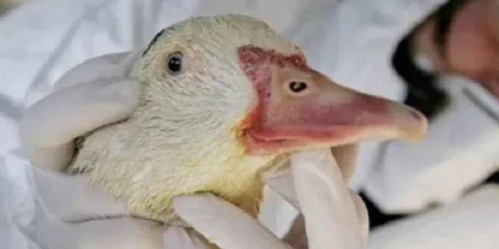 Alerta en Estados Unidos por un brote de gripe aviar