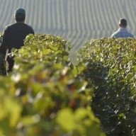 Bajó la producción de vinos en Francia