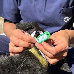 Milagro: 25 perros buscan volver con sus familias